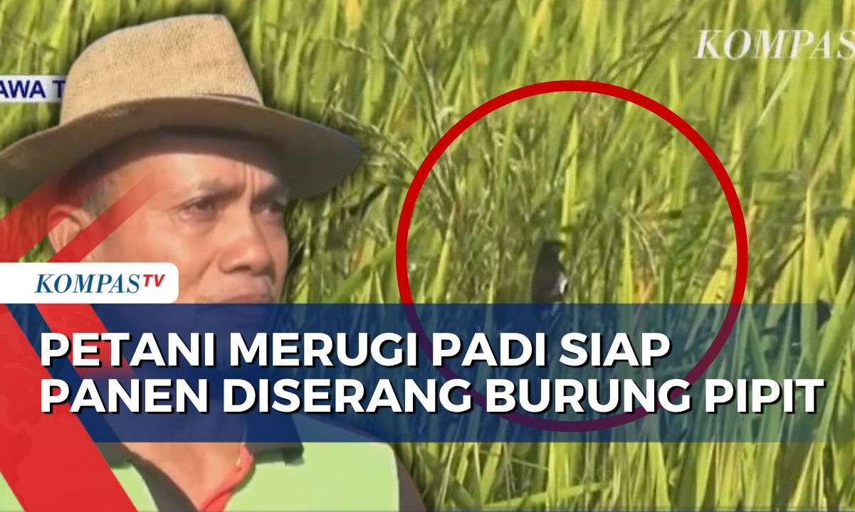 Lebih Dari 100 Hektar Tanaman Padi Siap Panen Diserang Burung Pipit ...