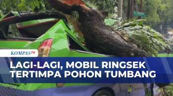 Penampakan Mobil Tertimpa Pohon Tumbang Imbas Hujan Deras Di Jakarta Hingga Bogor | SAPA MALAM
