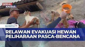 Relawan Animal Rescue Tembus Lokasi Terisolasi, Evakuasi Hewan Peliharaan Pasca Bencana