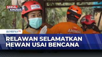 Relawan Animal Rescue Selamatkan Hewan Kelaparan Pascabencana di Agam Sumbar | SAPA MALAM