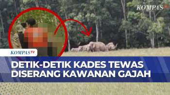 Nasib Naas, Kades di Lampung Meninggal Dunia Usai Diserang Kawanan Gajah | SAPA MALAM