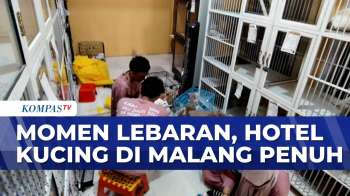 Titip Kucing Kesayangan Selama Mudik, Ini Fasilitas Hotel Kucing Di Malang | SAPA SIANG