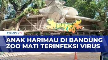 Harimau Di Kebun Binatang Bandung Mati Terinfeksi Virus | SAPA MALAM