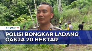 Polisi Bongkar Ladang Ganja 20 Hektar Di Empat Lawang Sumsel, 220 Kg Ganja Kering Disita | BORGOL
