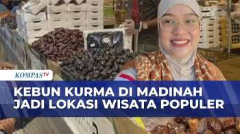 Menunggu Puncak Haji, Jemaah Indonesia Kunjungi Kebun Kurma Di Madinah | KOMPAS PETANG