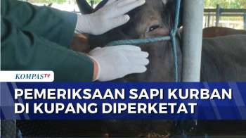 Pemeriksaan Kesehatan Diperketat, Sapi Kurban Asal NTT Dipastikan Bebas PMK Sebelum Dikirim