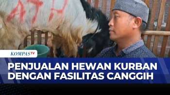 Jelang Idul Adha, Pedagang Hewan Kurban Di Semarang Raup Berkah Penjualan Sapi