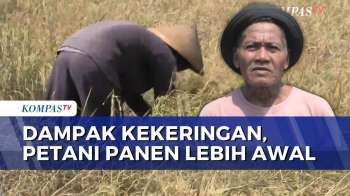 Imbas Kekeringan Musim Kemarau, Petani Di Subang Terpaksa Panen Lebih Awal | KOMPAS SIANG