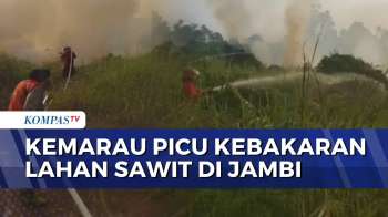 Kemarau Picu Kebakaran Lahan Sawit Di Jambi, Tim Manggala Agni Berjibaku Padamkan Api | SAPA MALAM