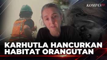 Karhutla Kalimantan Barat, Orangutan Ditemukan Di Perkebunan Warga | KOMPAS SIANG