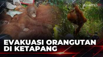 3 Orangutan Terjebak Akibat Habitat Terbakar di Ketapang, Proses Evakuasi Selama 8 Jam | BERUT