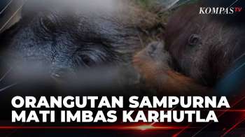Sempat Dievakuasi, Orangutan 'Sampurna' Mati Usai Alami Iritasi Pernapasan Akibat Karhutla