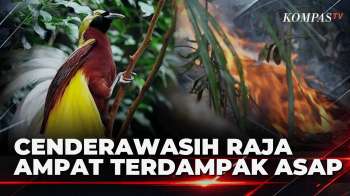Kebakaran 190 Hektare Hutan Raja Ampat Ancam Habitat Cenderawasih Merah | SAPA MALAM
