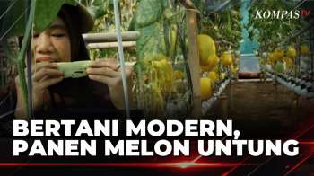 Warga Lampung  Raup Cuan Dari Melon Hidroponik Di Greenhouse | KOMPAS SIANG