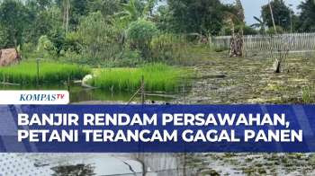 Petani Terancam Gagal Panen Imbas Banjir Rendam Lahan Persawahan | SAPA SIANG