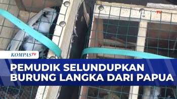Petugas Keamanan Pelabuhan Temukan Burung Langka Dari Papua Yang Diselundupkan Pemudik | SAPA SIANG