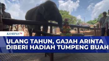 Momen Gajah Di Kebun Binatang Gembira Loka, Yogya Ulang Tahun Dan Diberi Hadiah Tumpeng Buah