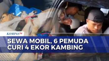 Polisi Ringkus 6 Pencuri Kambing di Buton Tengah saat Hendak Kabur | BORGOL