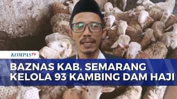 Perdana, Baznas Kabupaten Semarang Kelola Penyembelihan 93 Ekor Kambing Dam Haji Jemaah