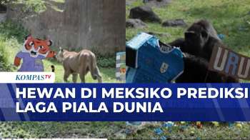 Unik! Hewan di Kebun Binatang Guadalajara Meksiko Prediksi Laga di Piala Dunia | SAPA MALAM