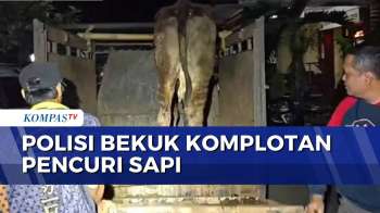 Komplotan Pencuri Sapi di Lumajang Ditangkap, Polisi Sita Senjata Api dan Buru Pelaku Utama