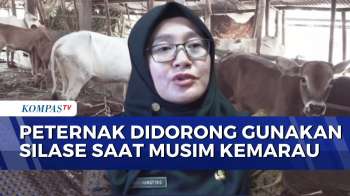Pemprov Jateng Jaga Produktivitas Peternakan Sapi, Dorong Gunakan Silase Saat Kemarau