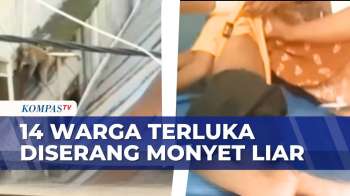 Konflik Satwa Liar dan Manusia, 14 Warga Terluka akibat Serangan Monyet di Riau | BERUT