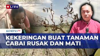 Kekeringan Melanda Blora Dan Bantul, Petani Cabai Kesulitan Mendapatkan Air | KOMPAS SIANG