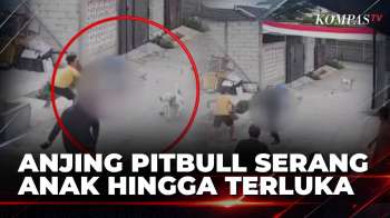Anak 9 Tahun Diserang Anjing Pitbull Yang Lepas Di Permukiman Warga, Korban Alami Luka Di Kepala