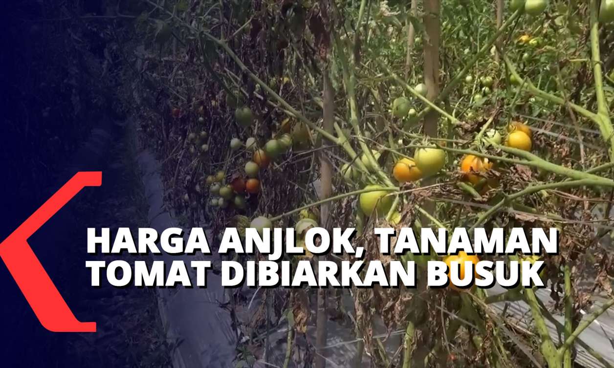 Harga Anjlok, Tanaman Tomat Tidak Dipanen Dan Dibiarkan Membusuk