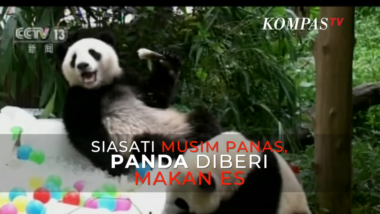 Siasati Musim Panas Panda Diberi Makan Es