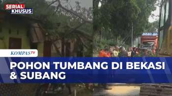 Angin Kencang & Hujan Deras, Pohon Tumbang Timpa 5 Rumah | SAPA PAGI