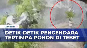 Pengendara Motor Tertimpa Pohon Tumbang Imbas Angin Kencang Di Tebet | KOMPAS PETANG
