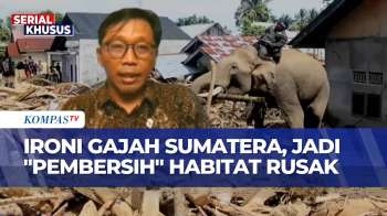 [FULL] WWF Indonesia Buka Suara Terkait Kontroversi Gajah Bantu Bersihkan Limbah Kayu Pasca-Banjir