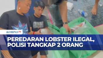 2 Orang Ditangkap Polisi Usai Ketahuan Edarkan Benih Lobster Ilegal | SAPA PAGI