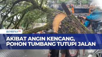 Hujan Deras Dan Angin Kencang, Pohon Besar Tumbang Tutupi Jalan Raya Ciater | KOMPAS PETANG