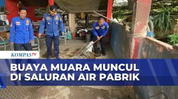 Bikin Cemas, Temuan Buaya Muara Di Saluran Air Pabrik | SAPA PAGI