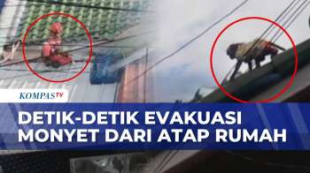 Geger! Monyet Lepas Di Permukiman Warga Cilincing, Damkar Evakuasi Dari Atap Rumah