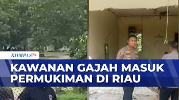 Menegangkan! Kawanan Gajah Sumatera Masuk Area Mess Karyawan Di Riau | KOMPAS SAHUR