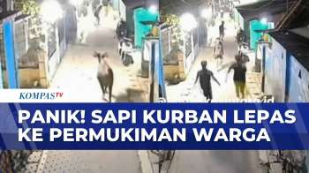 Warga Kocar-Kacir Liat Sapi Kurban Lepas Ke Permukiman Di Bekasi