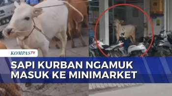 Sapi Kurban Mengamuk Di Pasuruan, Masuk Minimarket Hingga Tenda Hajatan | KOMPAS PETANG