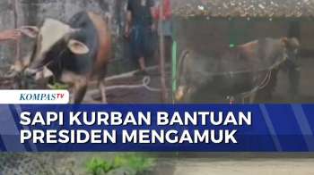 Sapi Ngamuk Di Jakbar Hingga Sapi Limosin Bantuan Presiden Sempat Kabur Di Blora | KOMPAS PETANG