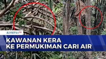 Musim Kemarau Melanda, Kawanan Kera Di Gunungkidul Cari Air Ke Permukiman Warga | SAPA MALAM