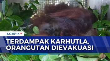 Seekor Orangutan di Kalimantan Dievakuasi Usai Terdampak Karhutla | JURNAL NUSANTARA