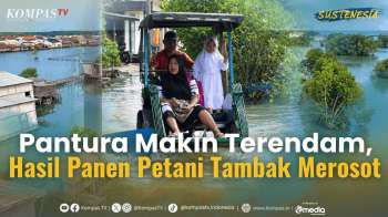 Pantura Terancam Tenggelam, Petani Tambak Demak Kini Sulit Panen | SUSTENESIA