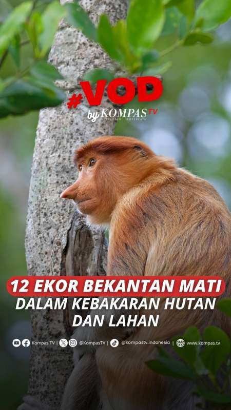 Habitat Satwa Terbakar Karhutla, BKSDA Konfirmasi 12 Bekantan Mati di Kalsel