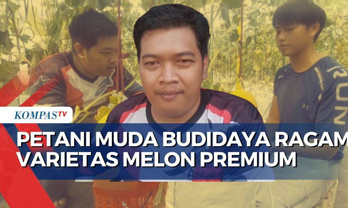 Keren! Petani Muda di Madiun Tanam 7 Jenis Melon Impor & Buka Wisata Petik Sendiri