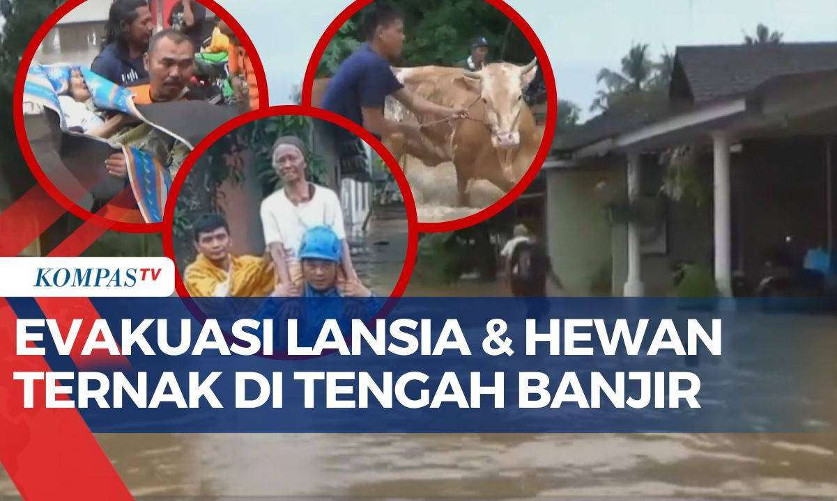 Momen Petugas Gabungan Evakuasi Lansia dan Hewan Ternak di Tengah Banjir Jember
