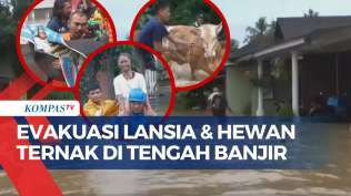 momen-petugas-gabungan-evakuasi-lansia-dan-hewan-ternak-di-tengah-banjir-jember
