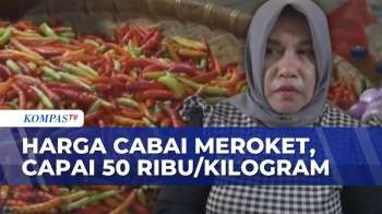 Harga Cabai Di Gorontalo Melonjak Drastis Awal 2026, Capai Rp 50 Ribu Per Kilogram